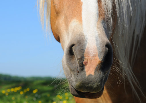 Macro of horse's snout, shallow depth of field