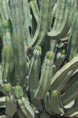 Pachycereus Cactus