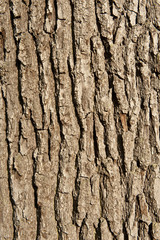 Textur Baumrinde
