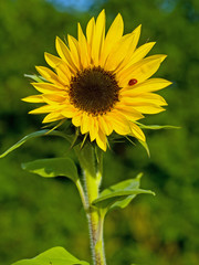 Bright Red Ladybug on a Warm Yellow Sunflower