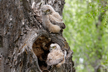 Naklejka premium Great Horned Owlets