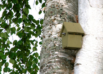 Mésange dans une cabane