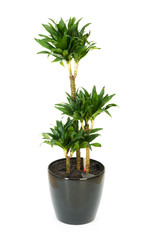 Fototapeta premium Dracaena plant isolated on the white background