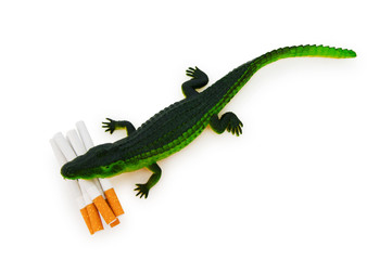 Crocodile with cigarettes isolated on white