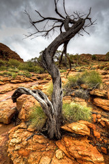 Fototapeta na wymiar australian outback