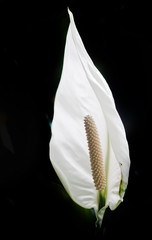 Peace Lily