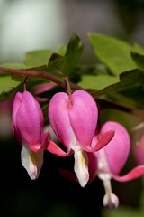 Red heart flowers