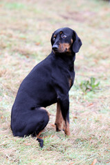 Brandlbracke bei einer Jagdhundeschulung