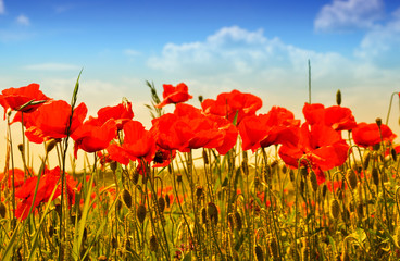 Obraz premium Poppies