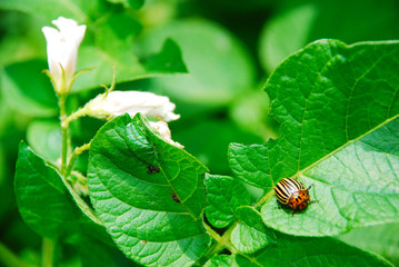 Kartoffelkäfer quer