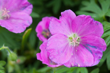 Fototapeta na wymiar Violet flowers of a Cranesbill.
