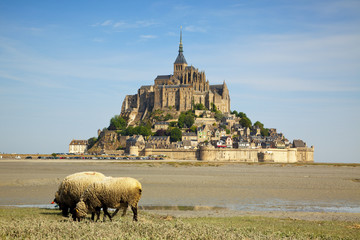 Mont Saint Michel, Schafe im Vordergund