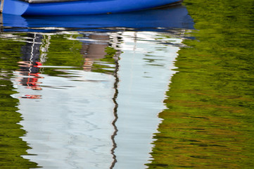 Segel im Wasser. Spiegelung