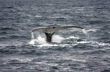 Fototapeta premium humpback whale