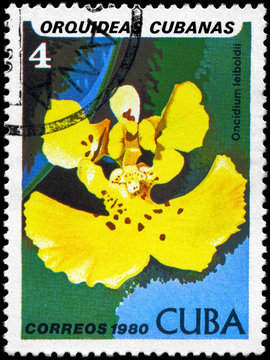 CUBA - CIRCA 1980 Oncidium