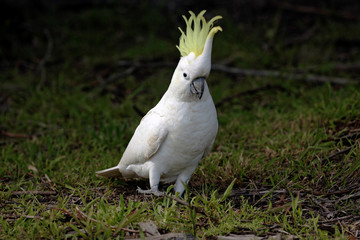 cockatoo