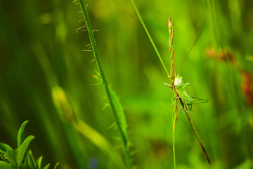 Green cricket