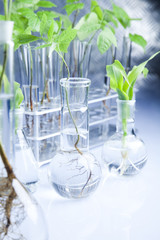 Experiment  plants