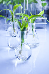 Samples of  super grow plants