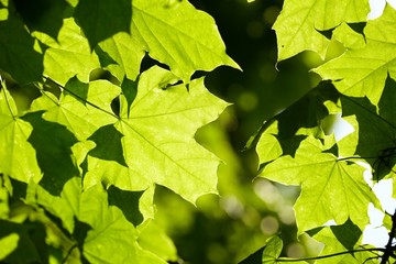 green leaves on the tree