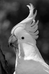 cockatoo