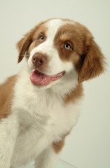 AUSTRALIAN SHEPHERD