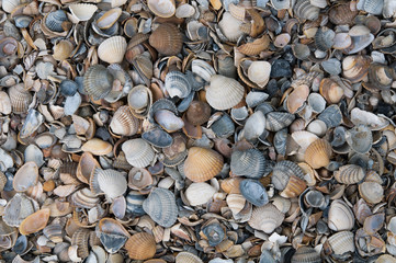 Muscheln