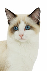 ragdoll's head