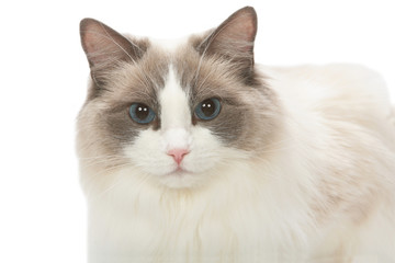 Obraz premium portrait d'un Ragdoll,race rare