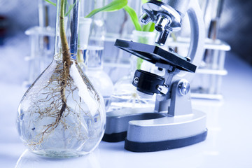 Floral science in blue laboratory