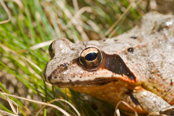 Frog 4