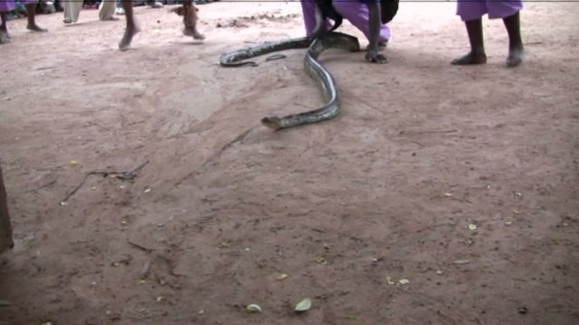 serpente