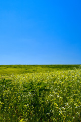 Fototapeta na wymiar Green hills under the blue summer skies