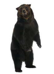 Siberian Brown Bear, 12 years old, standing upright