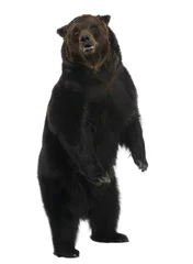 Gordijnen Siberian Brown Bear, 12 years old, standing upright © Eric Isselée
