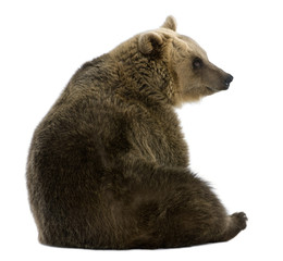 Fototapeta premium Female Brown Bear, 8 years old, sitting