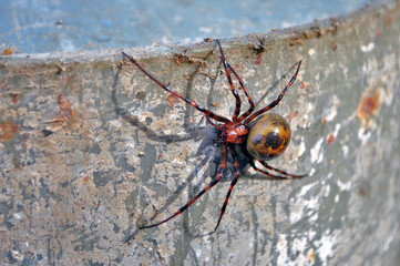 spider