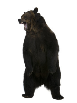 Grizzly bear, 10 years old, standing upright
