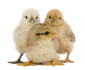 Group of three chicks standing against white background © Eric Isselée