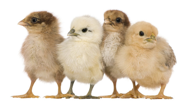 Group of four chicks standing against white background