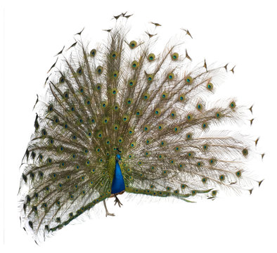Front view of a male Indian Peafowl displaying wheel