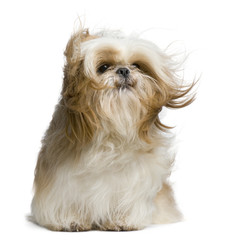 Shih Tzu, 18 months old, windswept and sitting