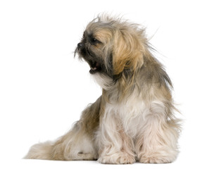 Shih Tzu, 1 year old, sitting against white background