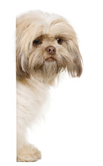Shih Tzu, 3 years old, peering around white board