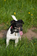 happy little jack russell terrier playing in a grassy meadow