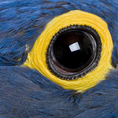 Hyacinth Macaw, 1 year old, close up on eye © Eric Isselée