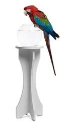 Red-and-green Macaw perching on empty fish bowl