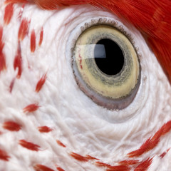 Red-and-green Macaw, close up on eye