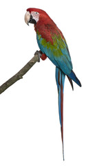 Red-and-green Macaw perching on branch