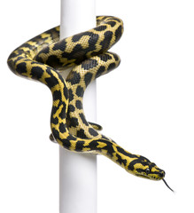 Obraz premium Morelia spilota variegata python, 1 year old, on pole i